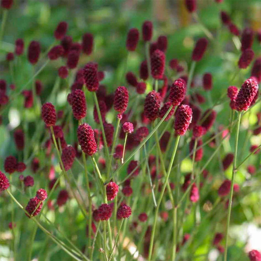 Red Sanguisorba Officinalis Plant Seeds for Planting-Ornamental Gardens – Fresh Herb for Your Garden