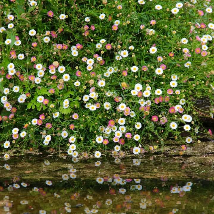 Santa Barbara Flower Seeds for Planting – Vibrant Ornamental Blooms for Garden Landscapes