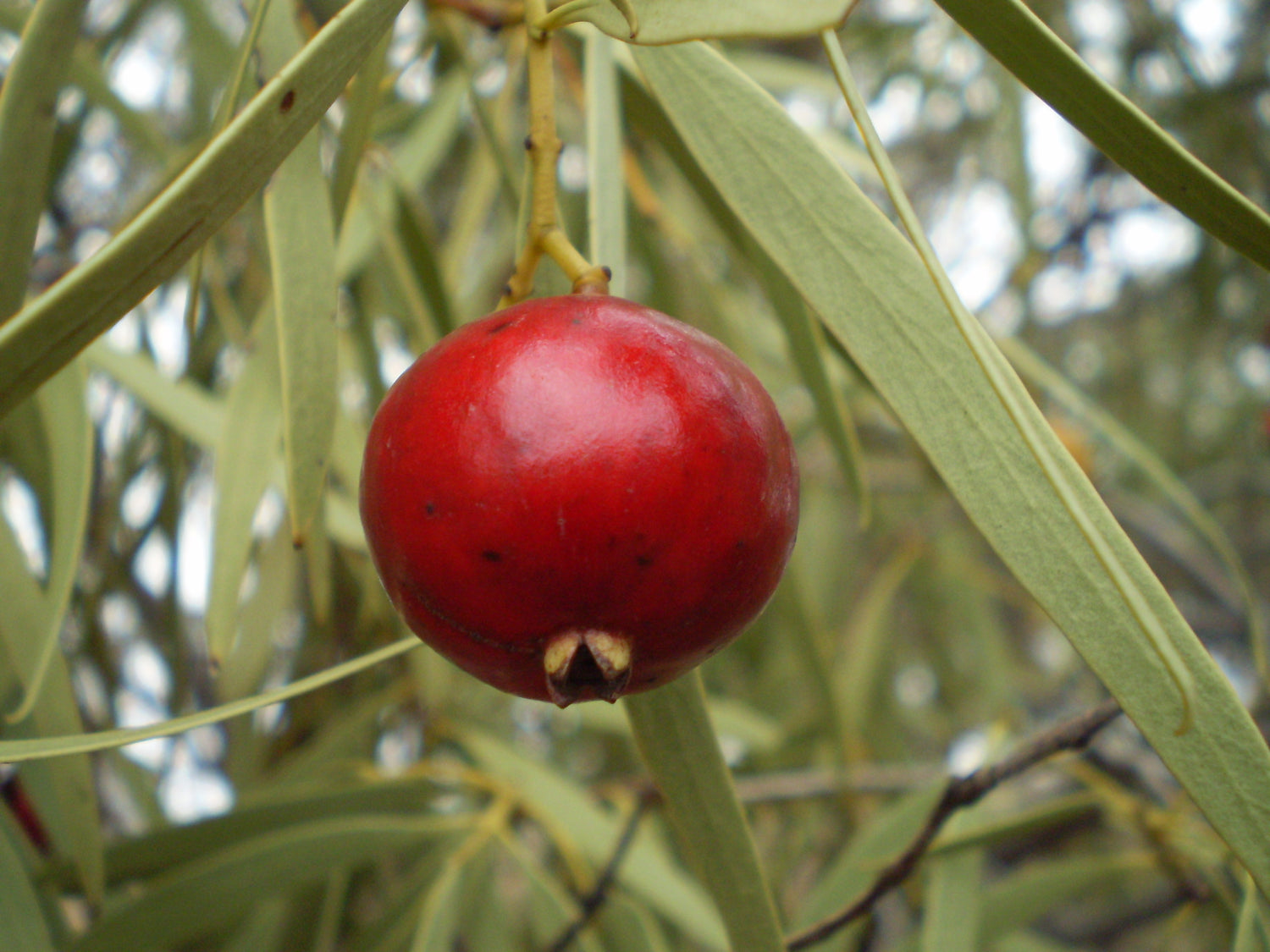 Quandong (Santalum acuminatum) – Native Australian Fruit with Tart, Refreshing Flavor