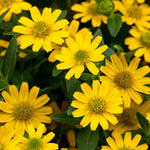 Yellow (Yellow scientific name) for planting in garden