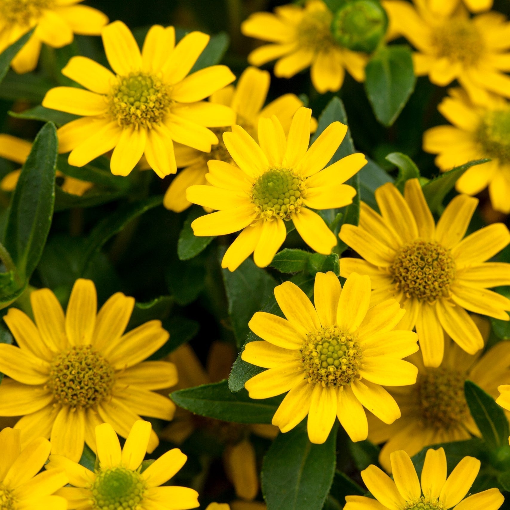 Yellow (Yellow scientific name) for planting in garden