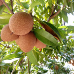 Ripe Sapodilla fruit (Chikoo) hanging on the Manilkara zapota branch