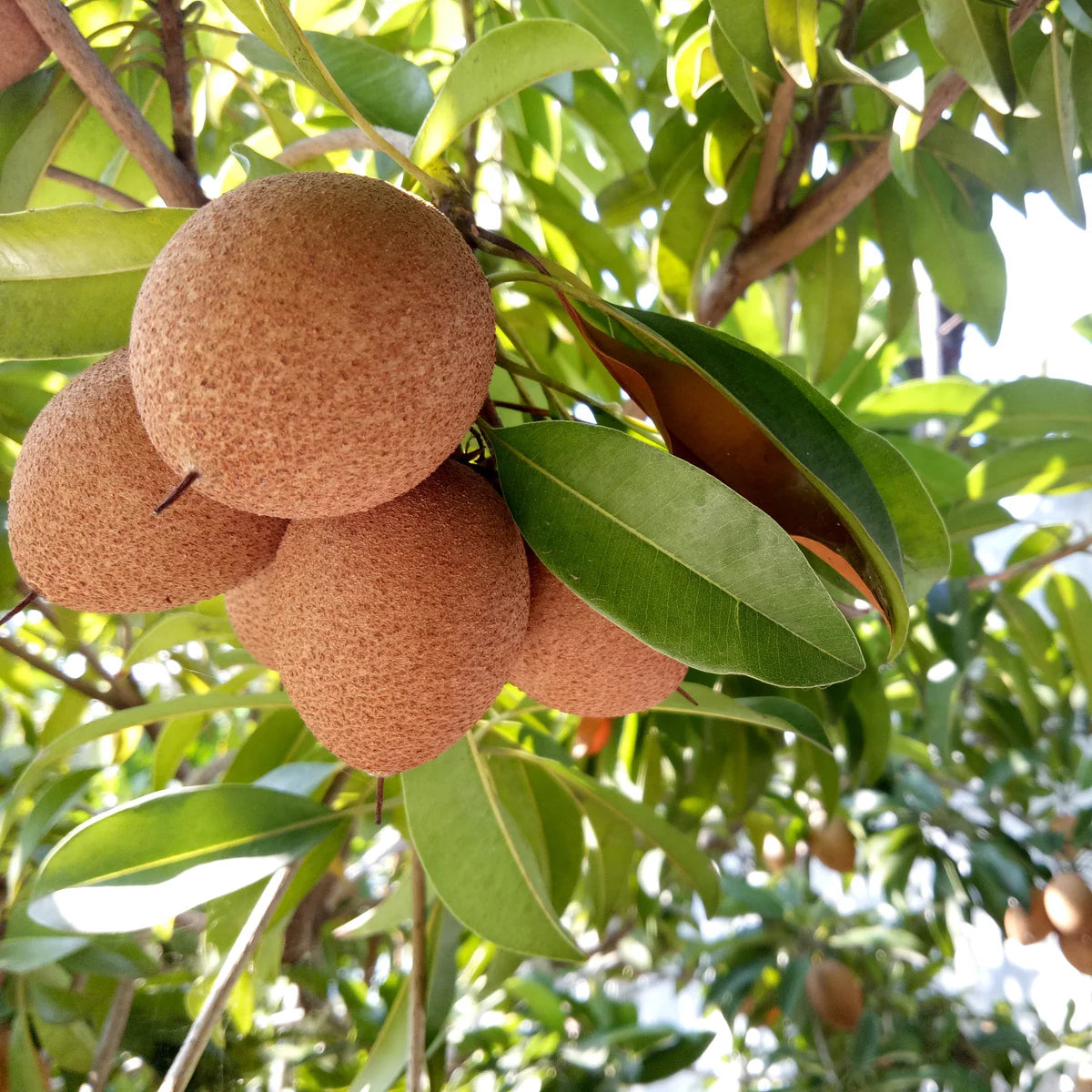 Ripe Sapodilla fruit (Chikoo) hanging on the Manilkara zapota branch