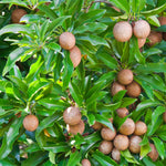 Sapodilla seeds packet Non-GMO for planting tropical garden