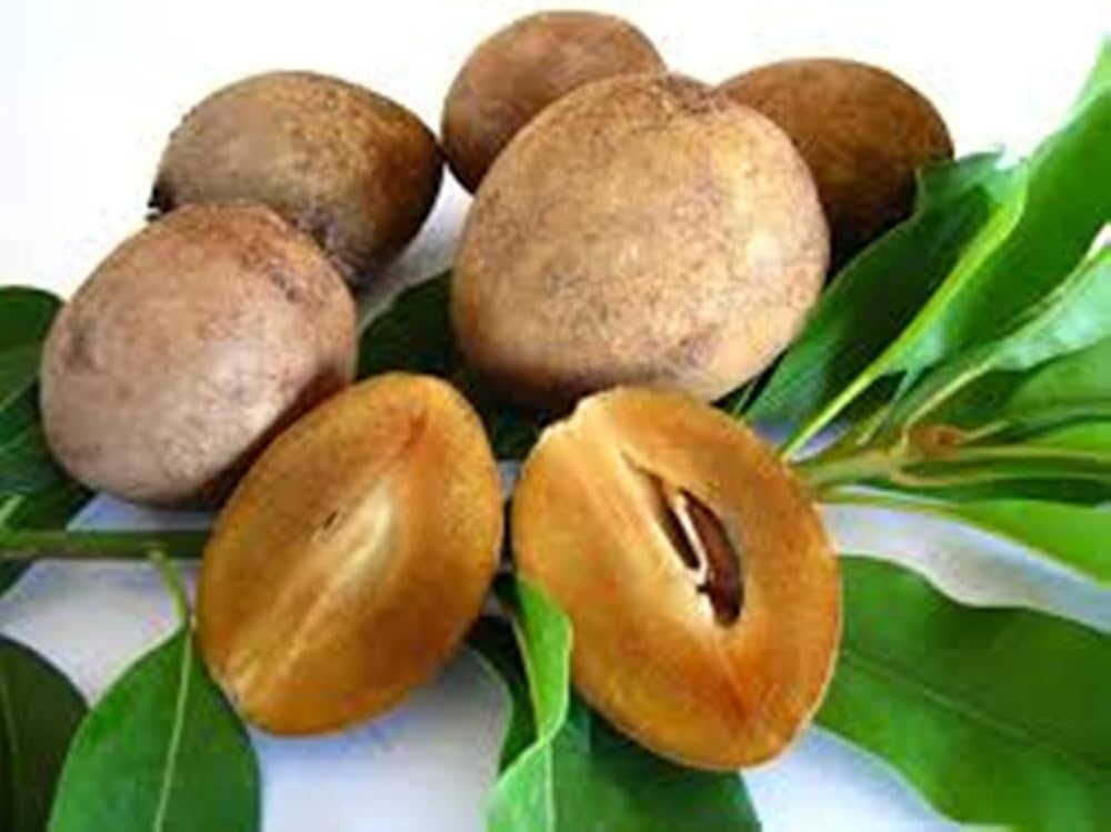 Small Sapodilla seedlings growing in a pot under warm conditions