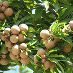 Sapodilla perennial tree with dark, glossy evergreen foliage