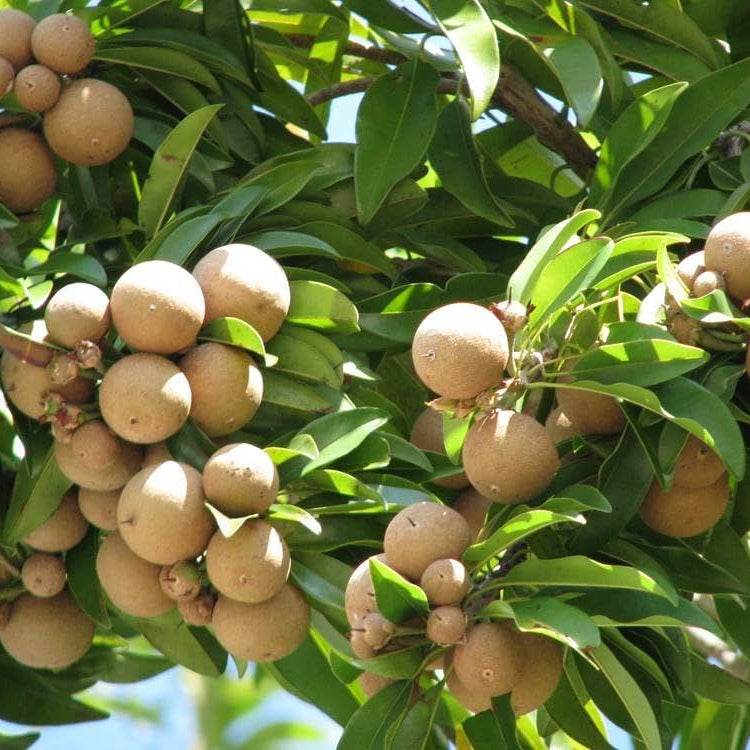 Sapodilla perennial tree with dark, glossy evergreen foliage
