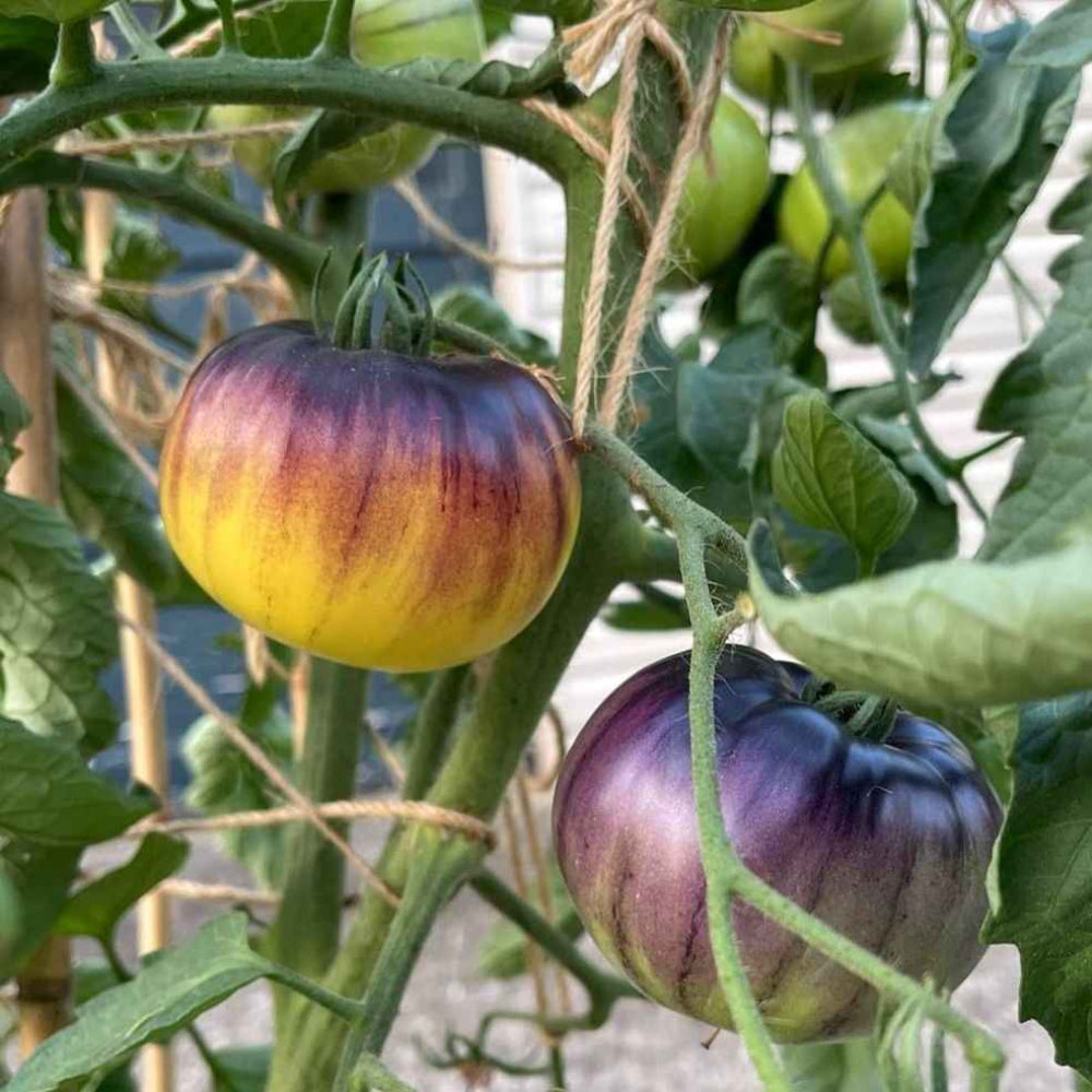 Sart Roloise Tomato Seeds – Heirloom, Non-GMO, High Germination Organic Garden Seeds