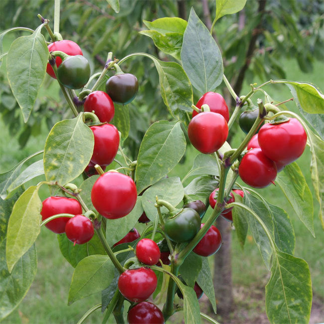 Ciliegia Picante Vegetable Seeds for Planting