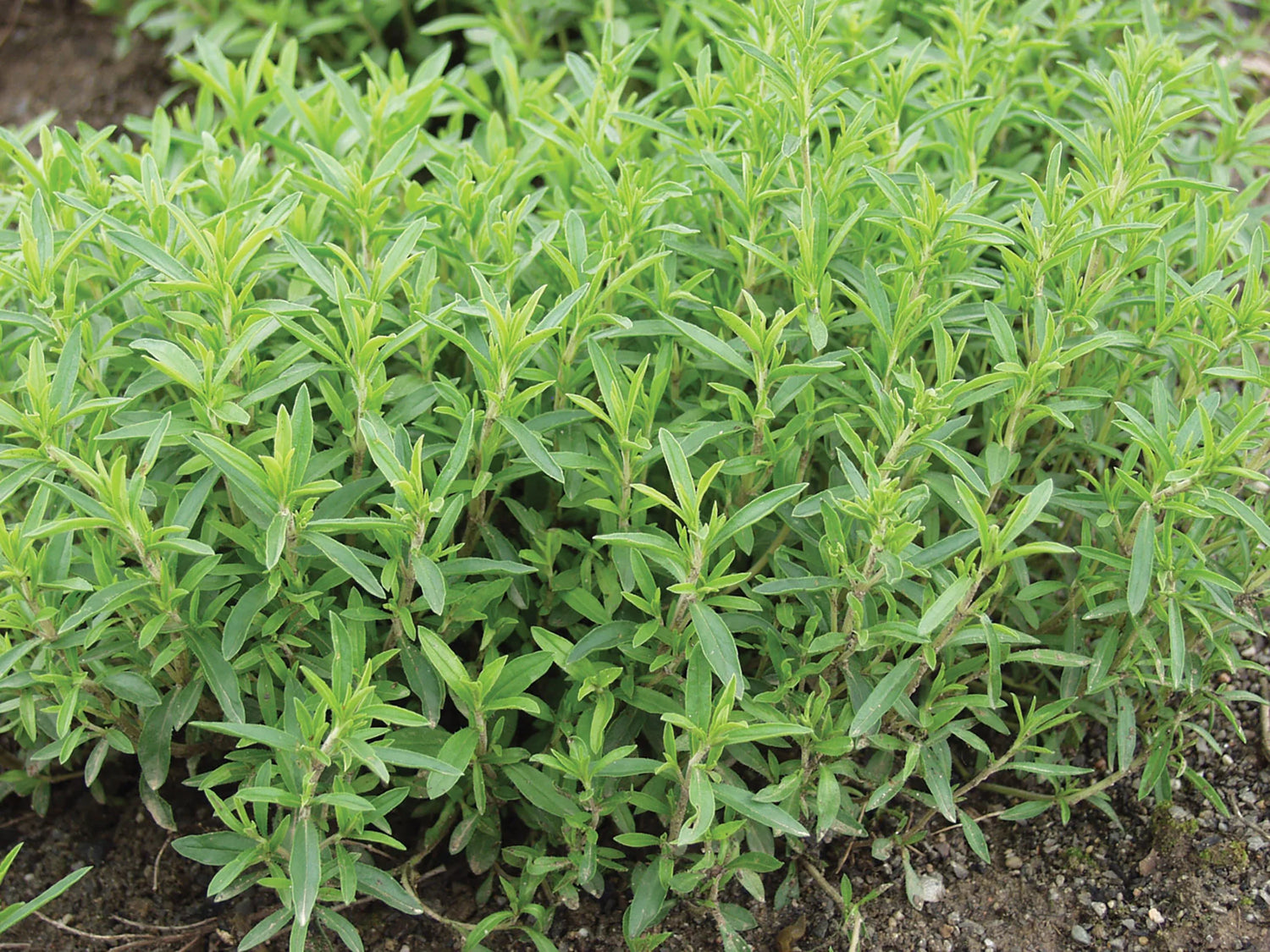 Satureja montana seeds, non-GMO culinary spice with peppery, sharp flavor