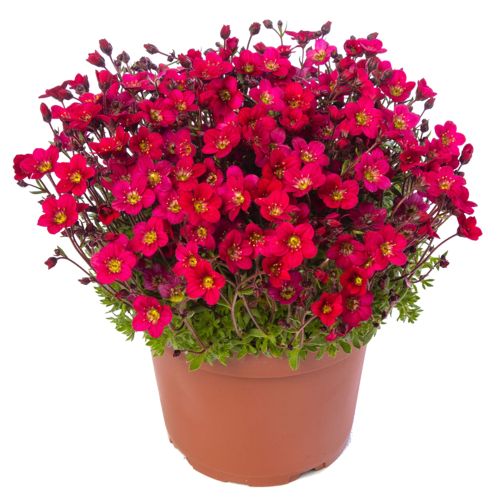 Saxifraga Arendsii Lofty Dark Rose Microscopic heirloom non-gmo organic garden seeds