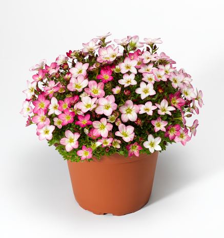 Saxifraga Arendsii Lofty Pink Microscopic heirloom non-gmo organic garden seeds