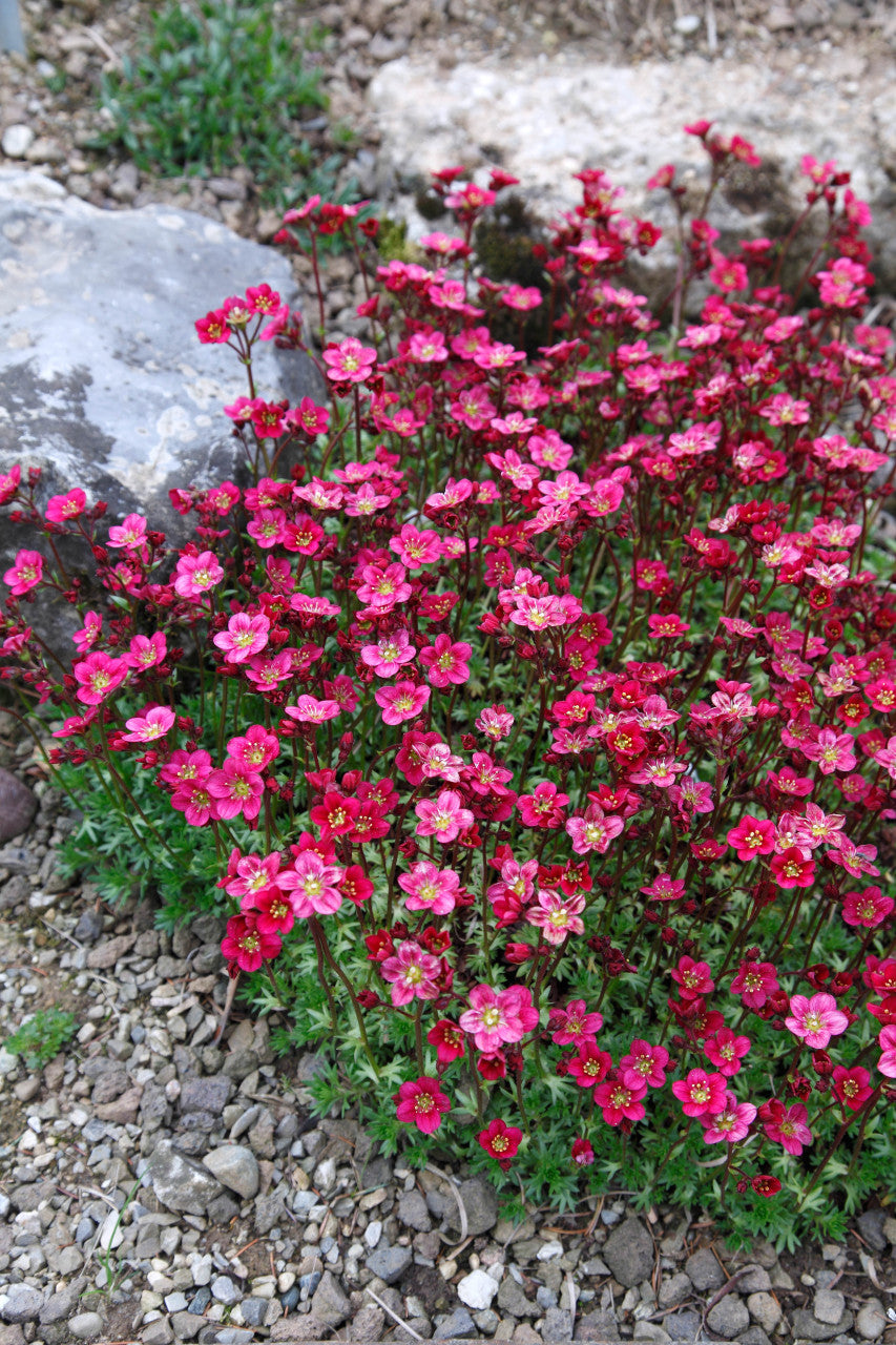 Rose Saxifraga Arendsii Flower Seeds for Rock Garden and Groundcover Planting