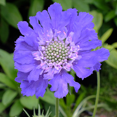 Scabiosa Fama Deep Blue