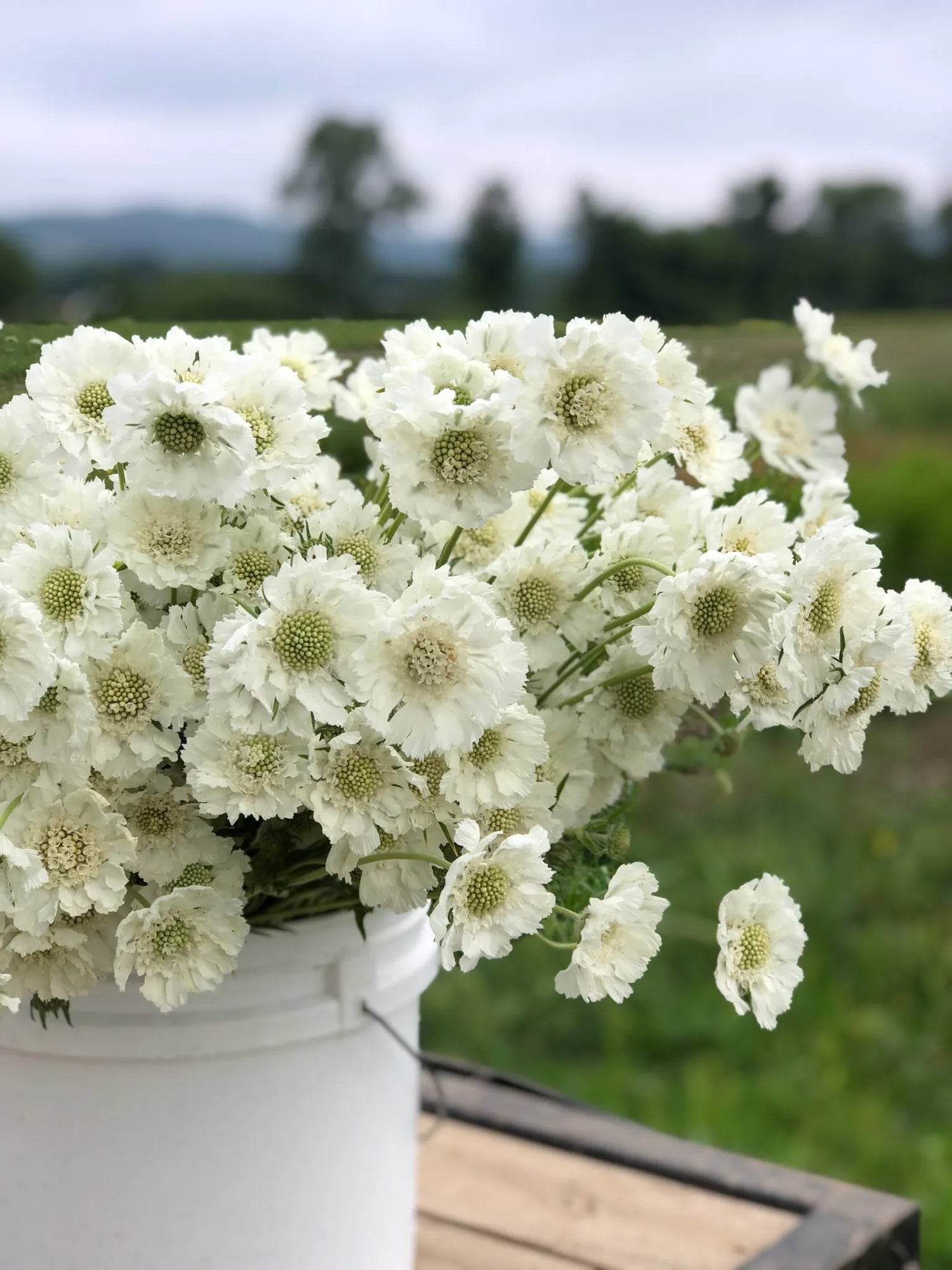 Scabiosa Fama White