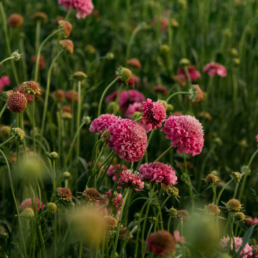 Salmon Rose Scabiosa Seed