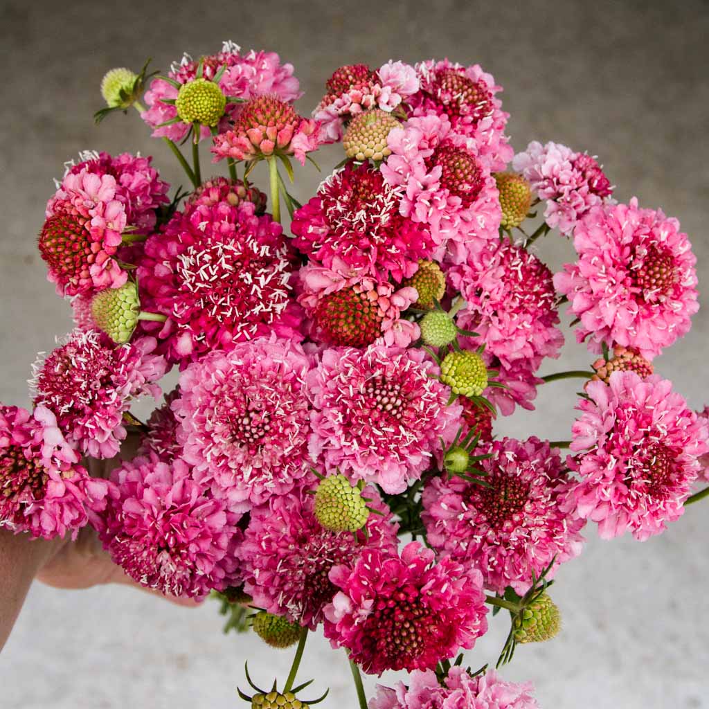 Salmon Rose Scabiosa Seed