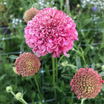 Pink Scabiosa Flower Seeds for Planting, Fresh, 100 seeds for planting in home garden