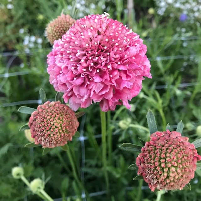 Pink Scabiosa Flower Seeds for Planting, Fresh, 100 seeds for planting in home garden