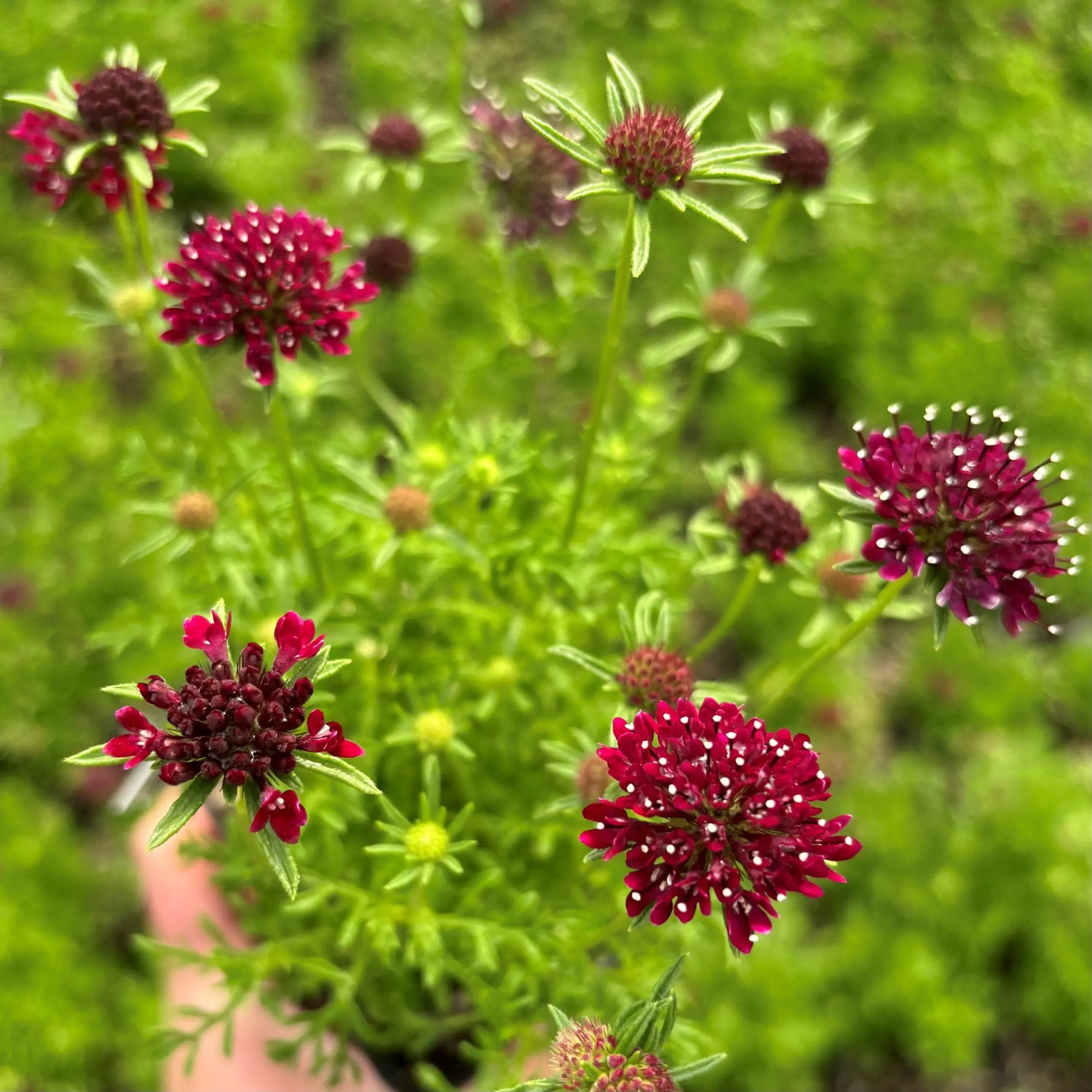 Scabiosa Night and Day Flower Seeds – Unique Dual-Tone Blooms
