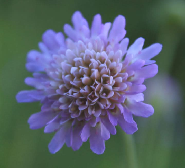 Scabiosa Flower Seeds for Planting – Fragrant Pollinator-Friendly Garden Blooms
