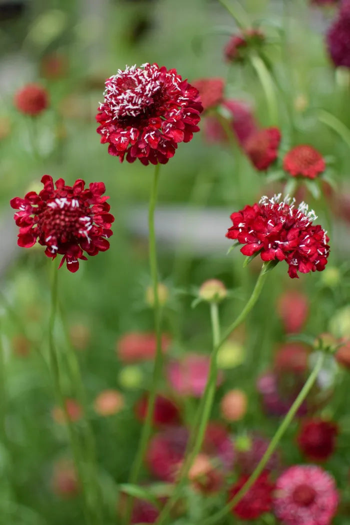 Sweet Scabious Fire King