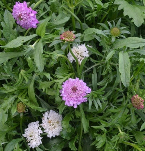 Sweet Scabious Mix