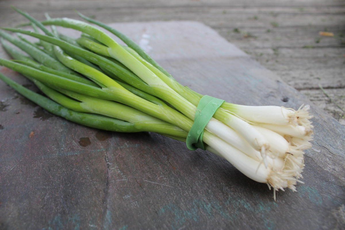 Heshiko Japanese Bunching Green Onion Seeds