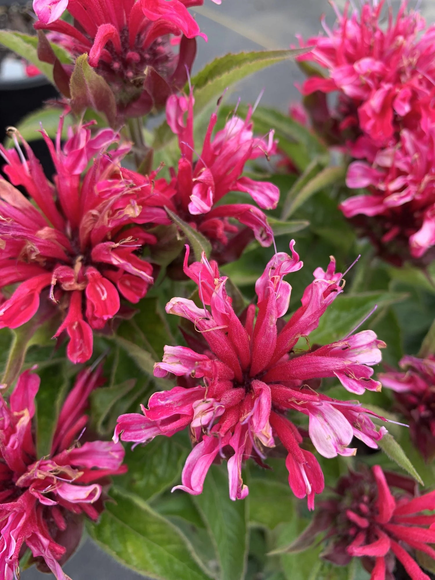 Monarda Sugar Buzz Cherry Pops