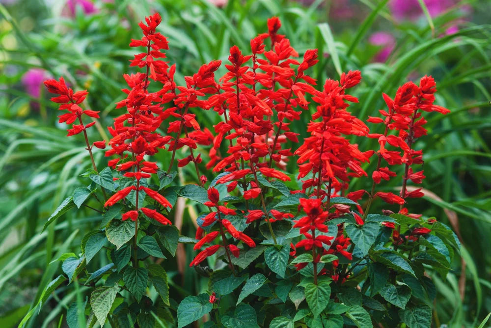Salvia Salvia Coccinea Flower Seeds for Planting – Bright Blooms for Pollinator Gardens and Garden Borders