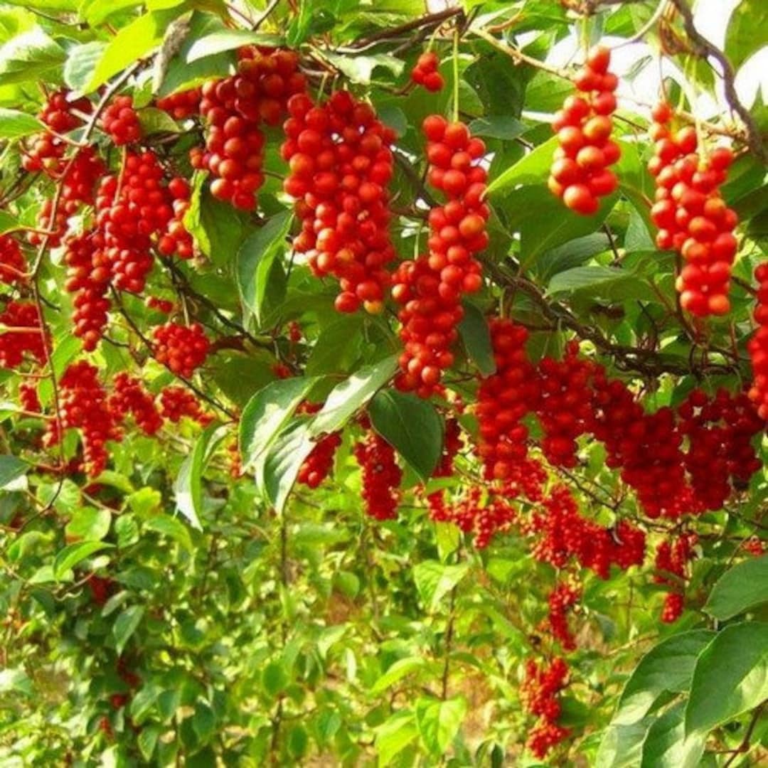 Bright red cluster of Schisandra berry fruit on the vine