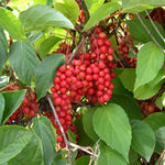 Schisandra Berry seeds, perennial climbing vine, hardy ornamental plant