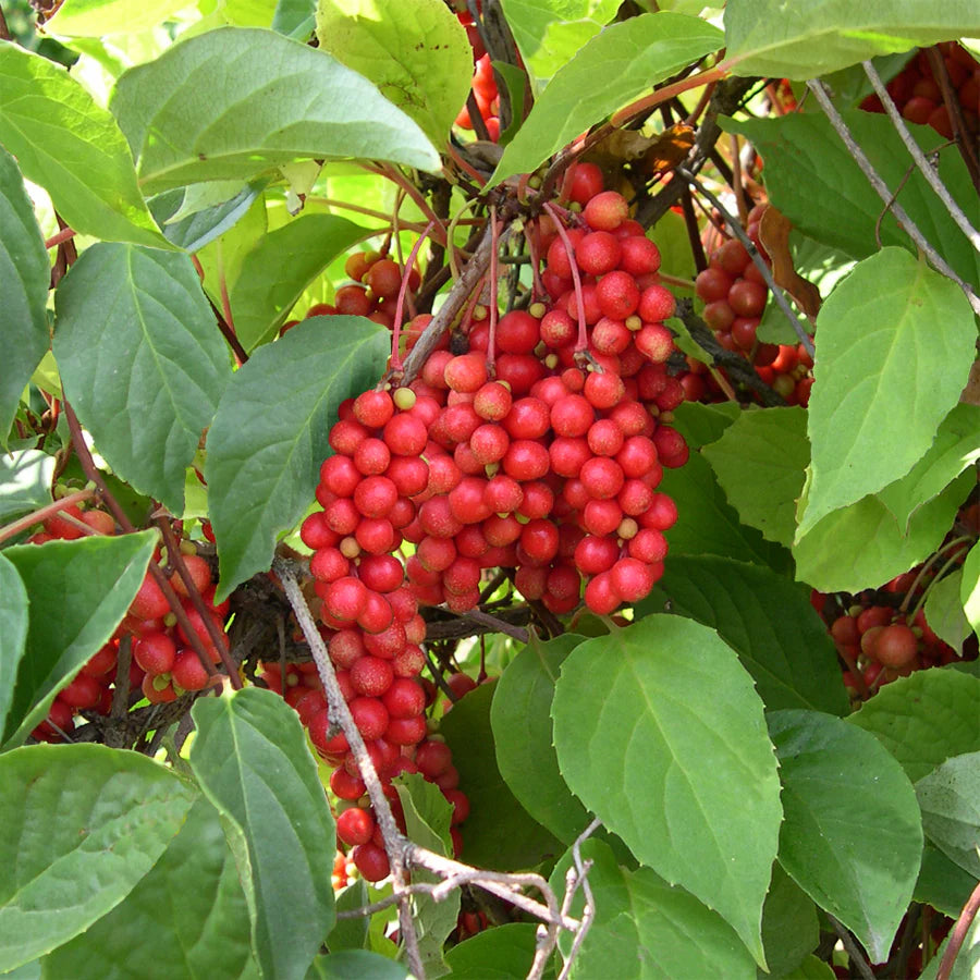 Schisandra Berry seeds, perennial climbing vine, hardy ornamental plant