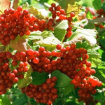 Fragrant, creamy white flowers of the Chinese Magnolia Vine