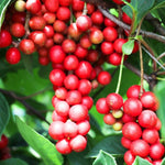 Small Schisandra seedlings starting to climb a small trellis