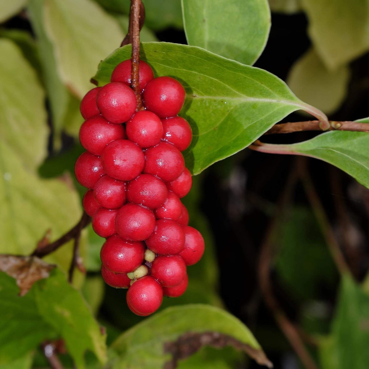 Schisandra seeds planting guide, complex stratification process for germination