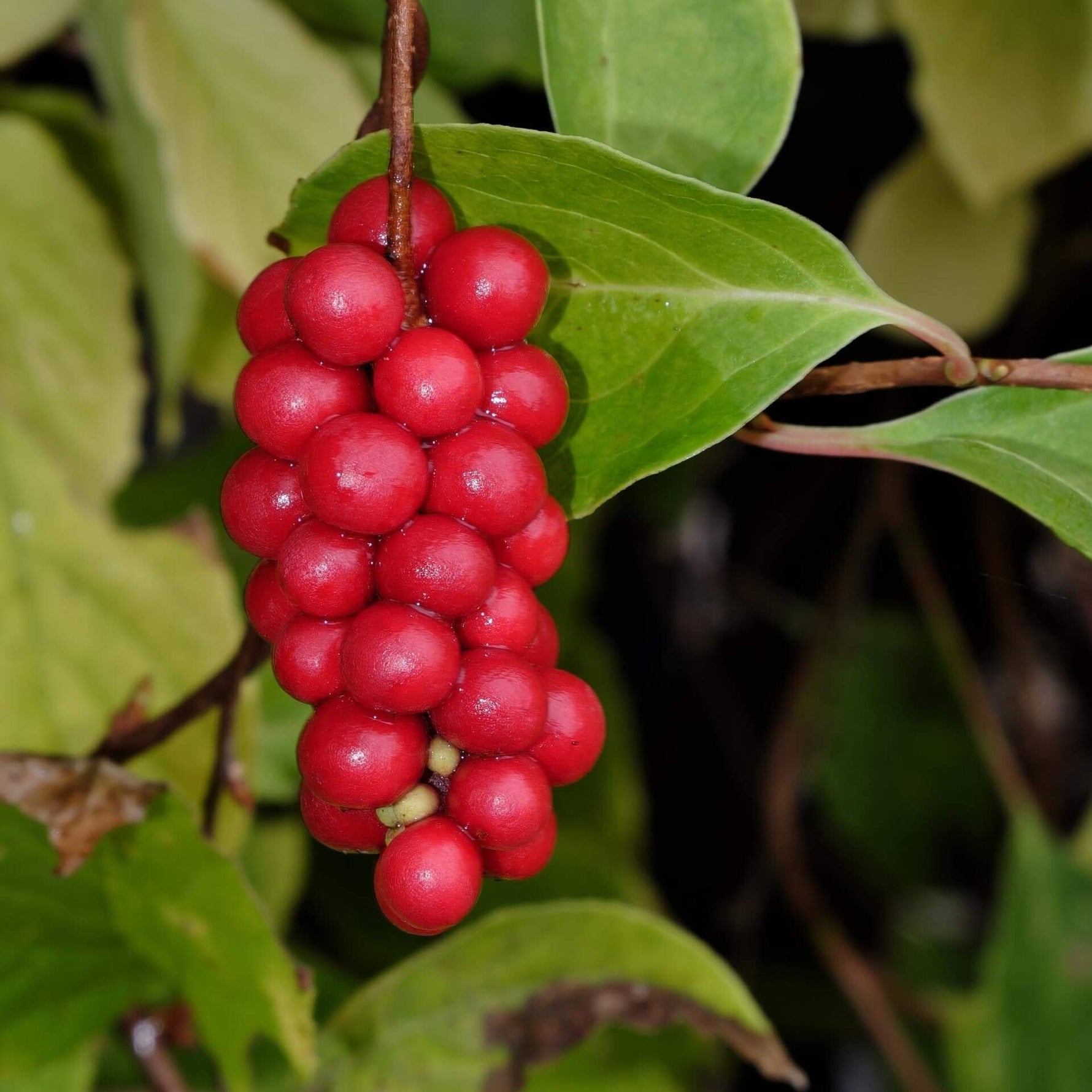 Schisandra seeds planting guide, complex stratification process for germination