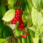 Schisandra seeds, Schisandra chinensis berry vine for herbal garden