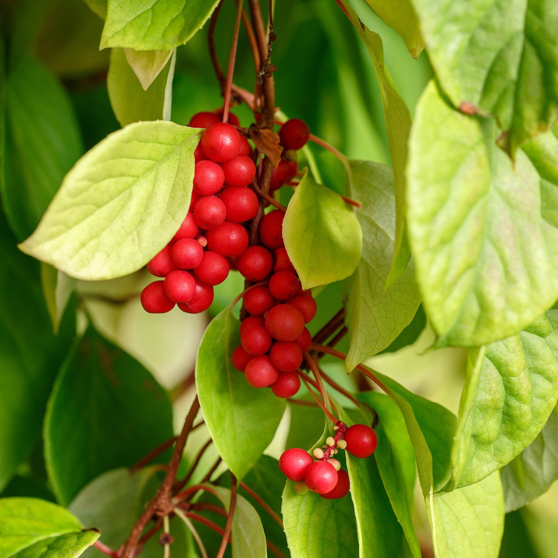 Schisandra seeds, Schisandra chinensis berry vine for herbal garden