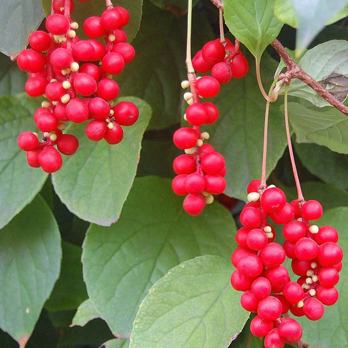 Mature Chinese Magnolia Vine perennial on an arbor in a shade garden