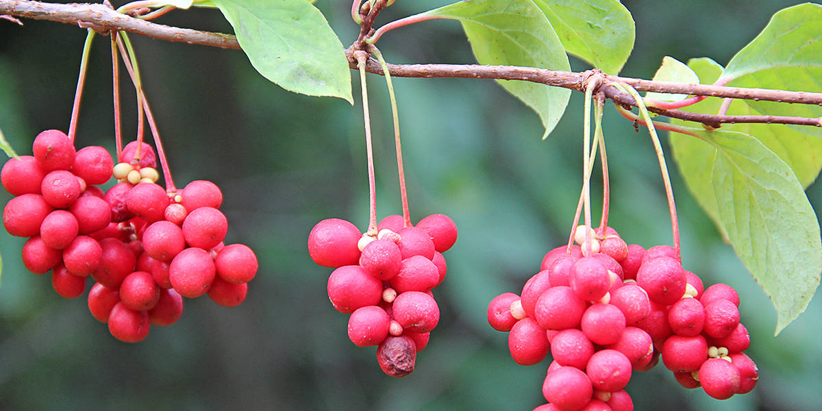 Five Flavor Berry (Schisandra chinensis)