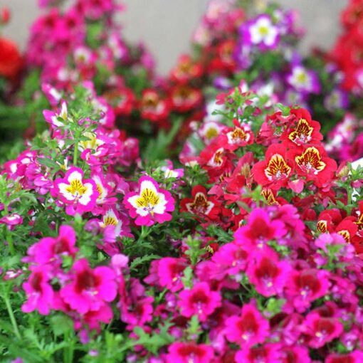 Schizanthus Open Pollinated heirloom non-gmo garden seeds