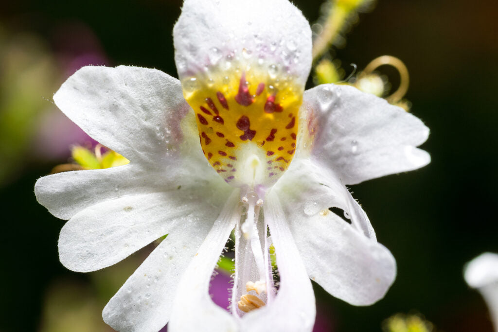Butterfly Schizanthus Pinnatus Flowering Seeds for Planting