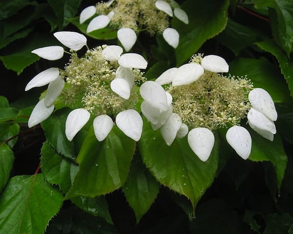 Moonlight Japanese Hydrangea Vine Schizophragma hydrangeoides flower seeds for planting on trellises in home garden