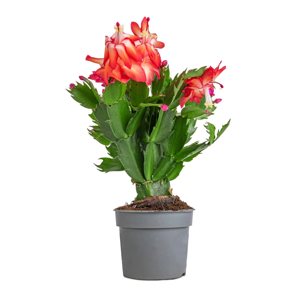 Red Schlumbergera Flower Seeds for Planting – Heirloom Non-GMO Christmas Cactus Seeds