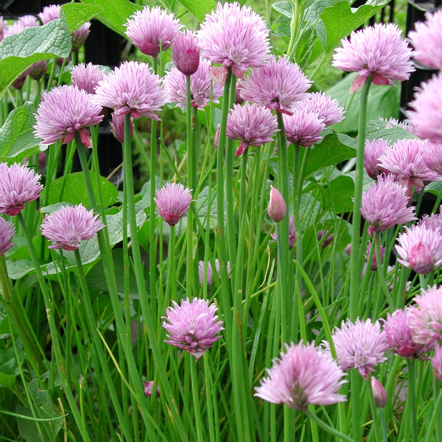 Schnittlauch seeds, perfect kitchen windowsill perennial herb for fresh snips