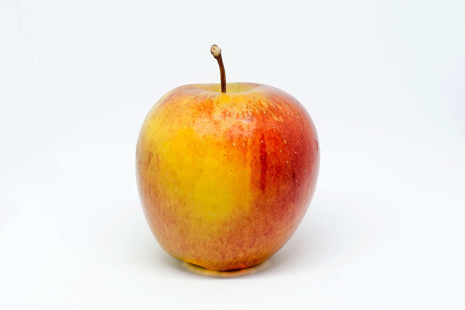 Jazz Apple (Malus domestica)