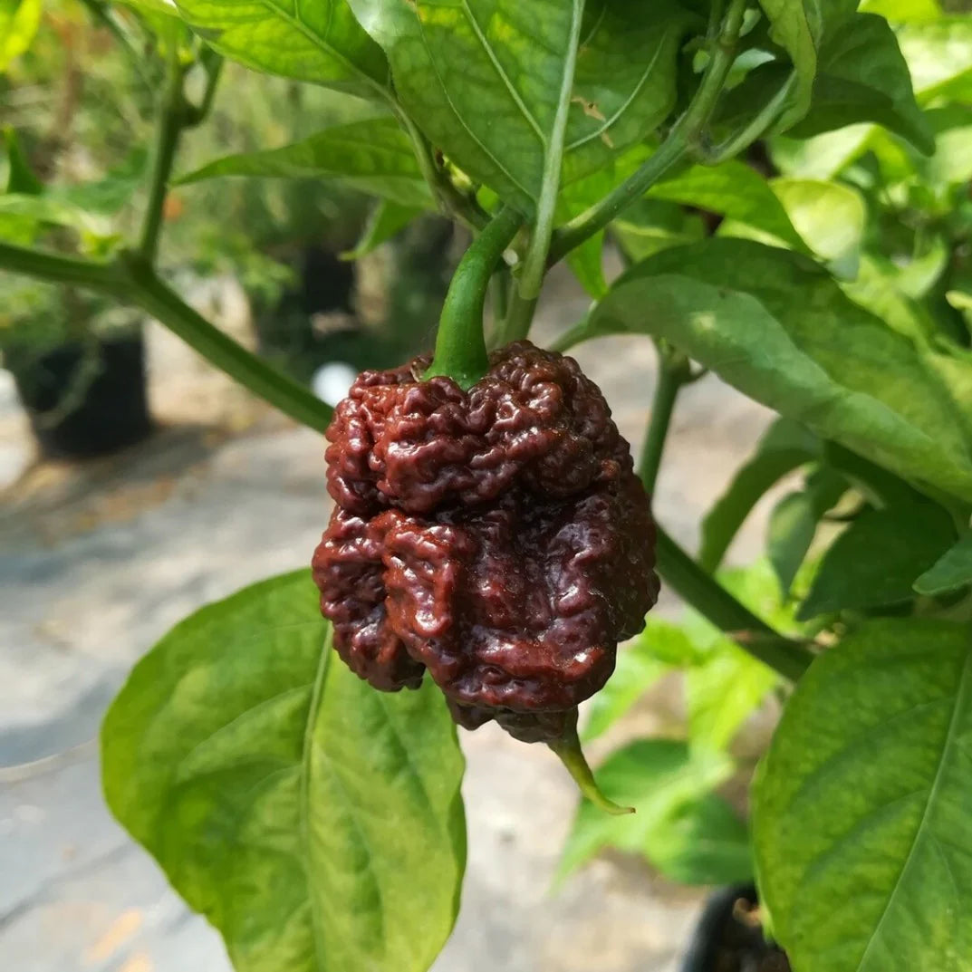 Moruga Scorpion Pepper Vegetable Seeds for Planting