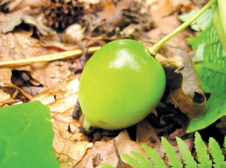 American Mayapple Seeds (Podophyllum peltatum)