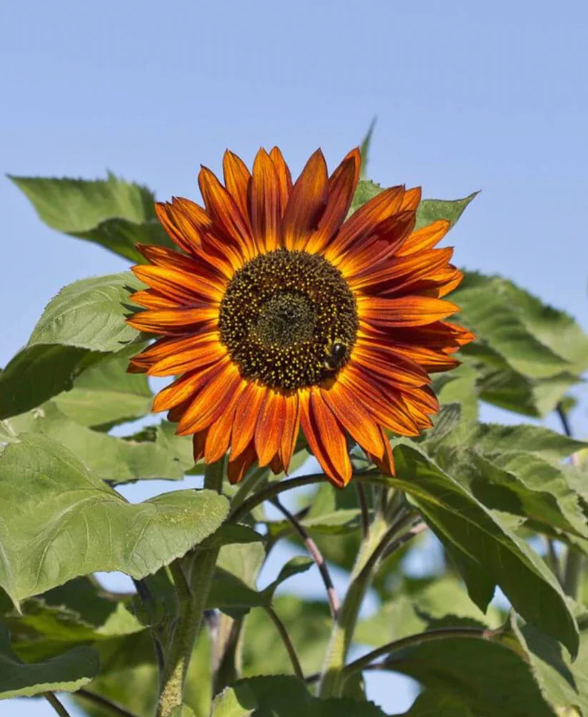 Sunflower Seeds - Santa Fe Sunset F1